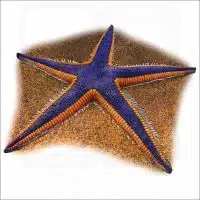 Royal Starfish illustration