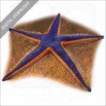 Royal Starfish stock image