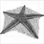 Royal Starfish