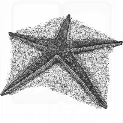 Royal Starfish