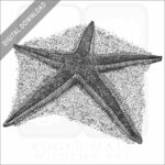 Royal Starfish