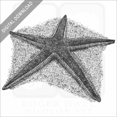 Royal Starfish