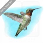 Ruby-Throated Hummingbird stock image