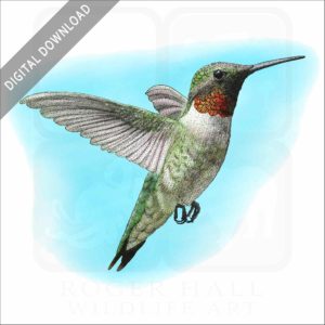 Ruby-Throated Hummingbird stock image