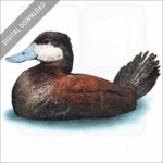 Ruddy Duck stock image