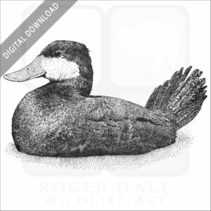 Ruddy Duck