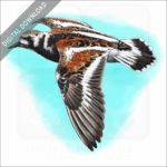 Ruddy Turnstone stock image