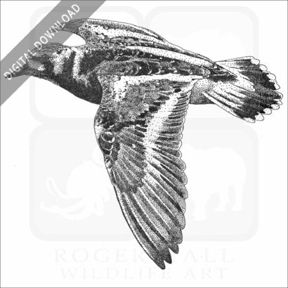 Ruddy Turnstone