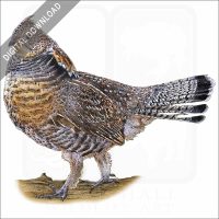 Ruffed Grouse stock image