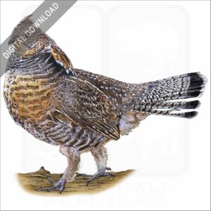 Ruffed Grouse stock image