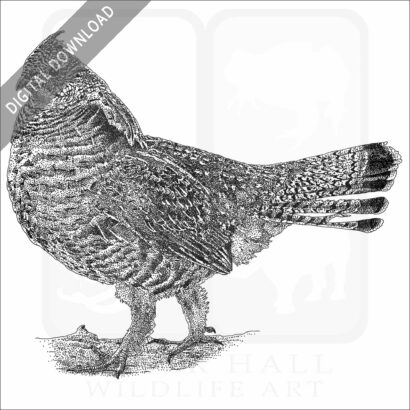 Ruffed Grouse
