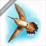 Rufous Hummingbird stock image