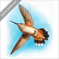 Rufous Hummingbird stock image