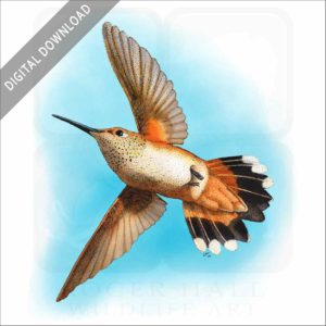 Rufous Hummingbird stock image