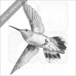 Rufous Hummingbird
