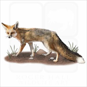 Rüppell's Fox illustration