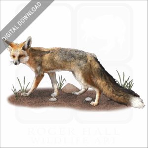 Rüppell's Fox stock image