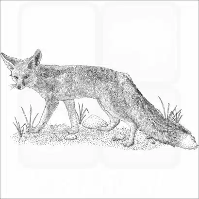 Rüppell's Fox