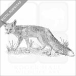 Rüppell's Fox