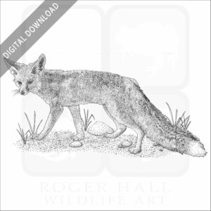 Rüppell's Fox