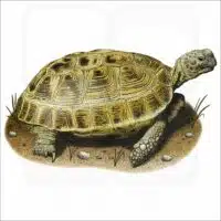 Russian Tortoise illustration