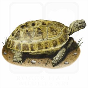 Russian Tortoise illustration