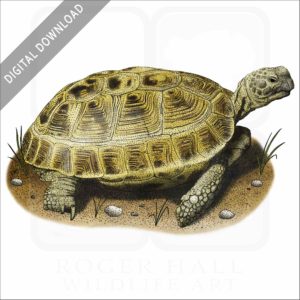 Russian Tortoise stock image