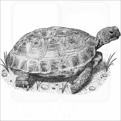 Russian Tortoise
