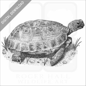 Russian Tortoise