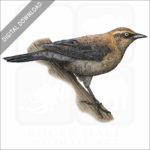 Rusty Blackbird stock image