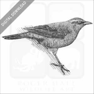 Rusty Blackbird