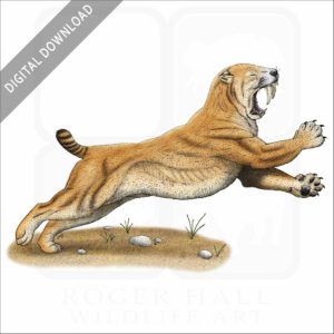 Saber-Tooth Cat or Saber-Tooth Tiger stock image