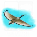 African Sacred Ibis illustration