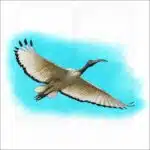 African Sacred Ibis illustration