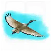 African Sacred Ibis illustration