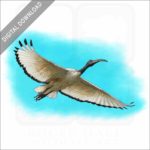 African Sacred Ibis stock image