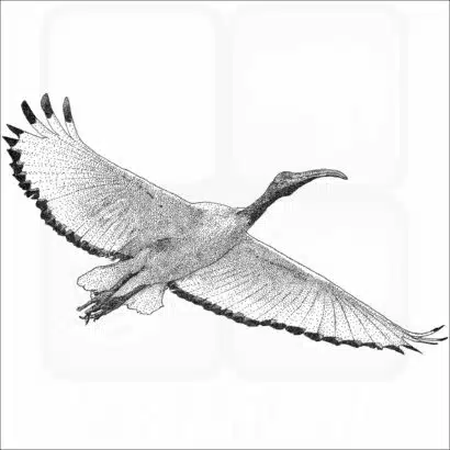 African Sacred Ibis