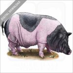 Saddleback Pig stock image