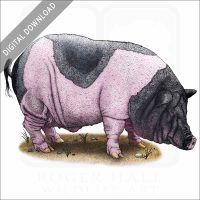 Saddleback Pig stock image