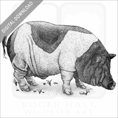 Saddleback Pig