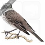 Bell's or Sage Sparrow stock image
