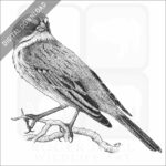 Bell's or Sage Sparrow