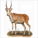 Saiga Antelope illustration