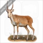 Saiga Antelope stock image