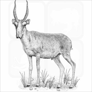 Saiga Antelope