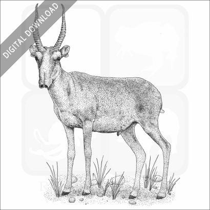 Saiga Antelope