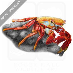 Sally Lightfoot Crab stock image