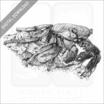 Sally Lightfoot Crab