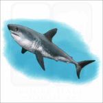 Salmon Shark illustration