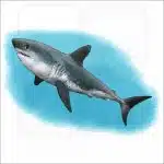 Salmon Shark illustration